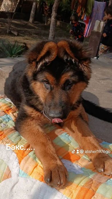 Немецкая овчарка 6 месяцев