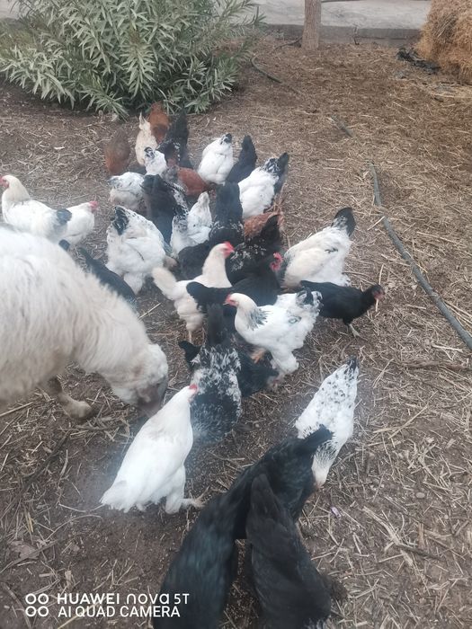 Brama xuroz tovuq sotamiz