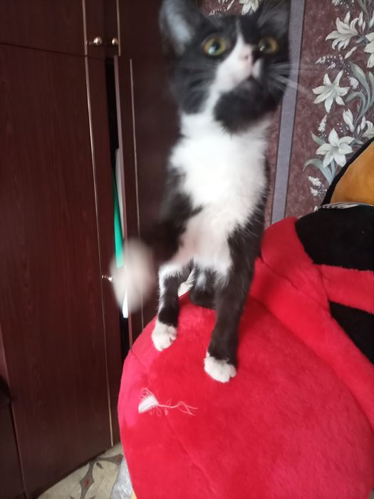 Котенок мальчик для добрых людей