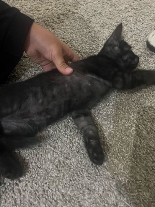 Котенок домашний отдам