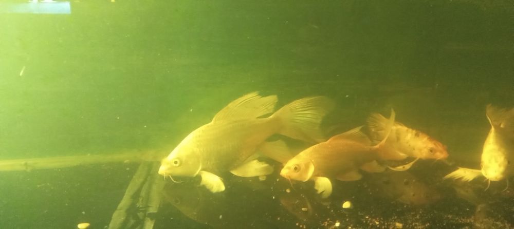 Продаются рыбы КОИ