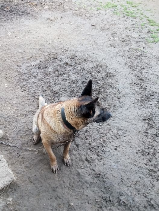 Donații cîine Ciobanesc belgian