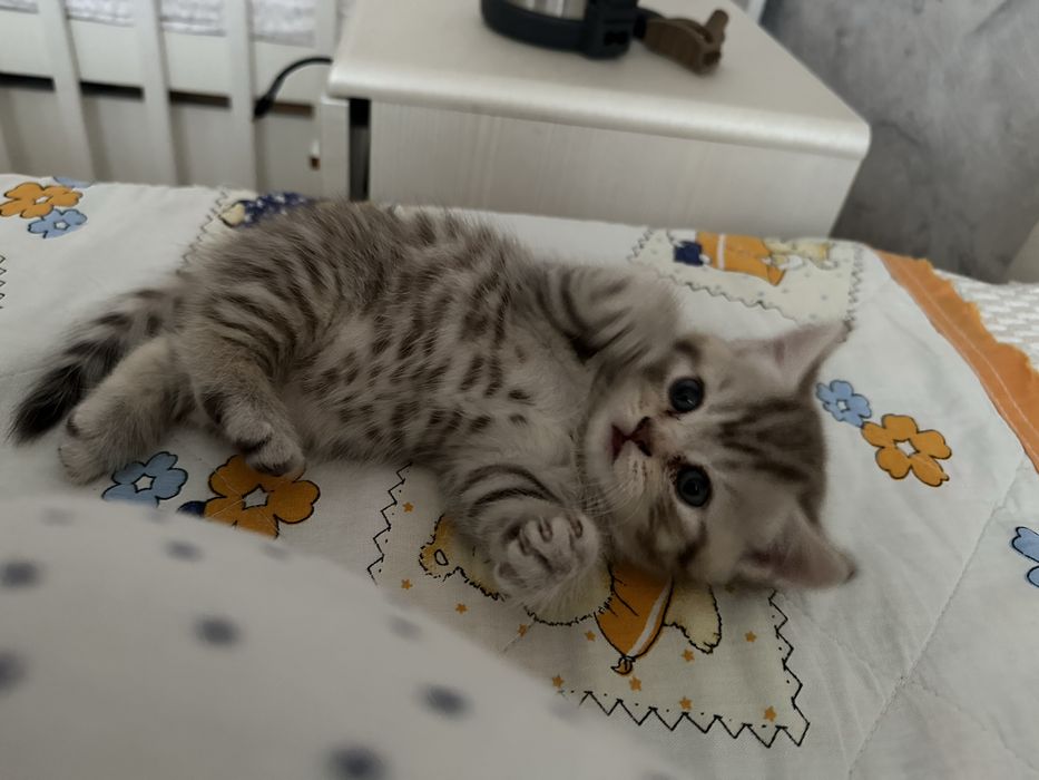 Шотландский котенок( девочка)