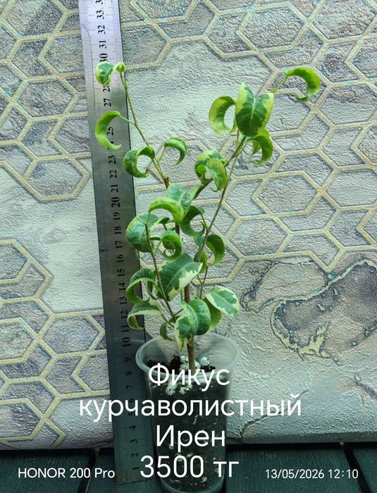 Комнатные цветы. Живые цветы.