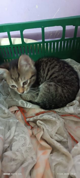Отдам котенка бесплатно мальчик