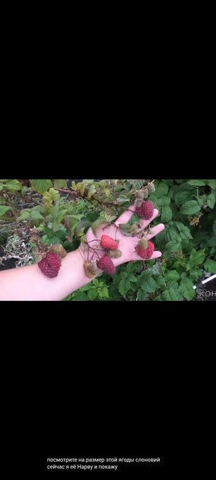Продам саженцы малины, ежевики, ежемалины.