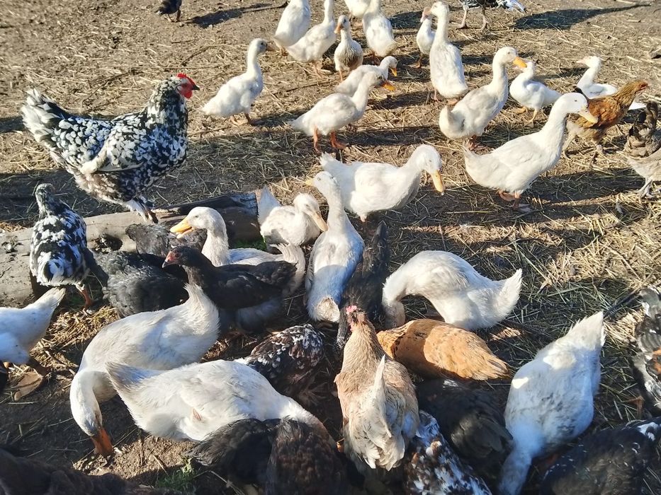 Утки молодняк, продам