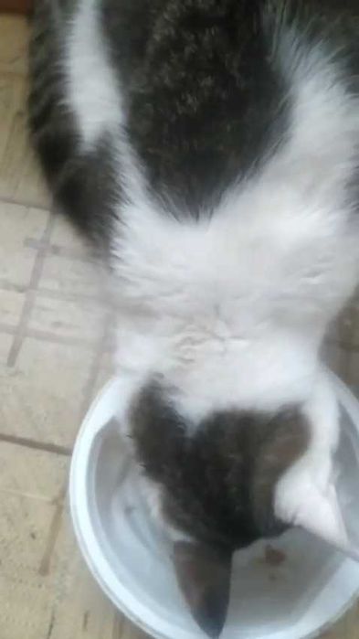 Котику нужен дом! Срочно!