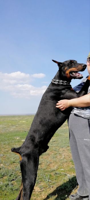 Деберманы чистокровные