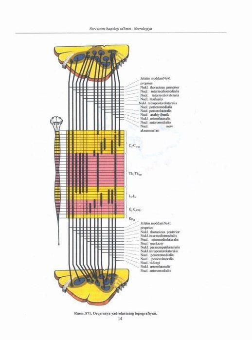 Kitob atlas Sinelnikov uzb