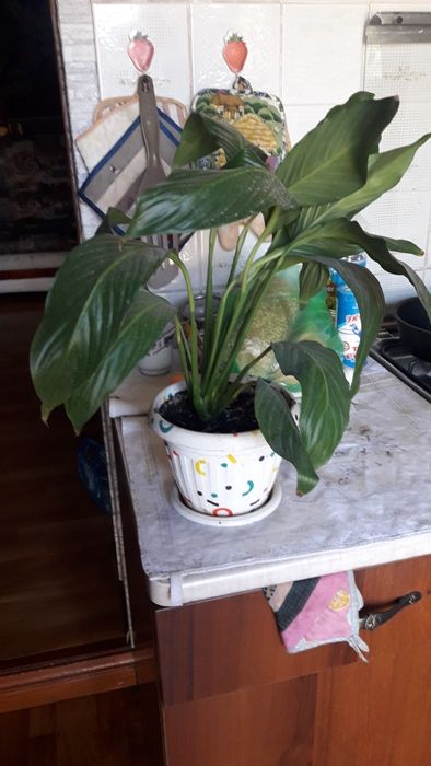 Цветы "женское счастье"