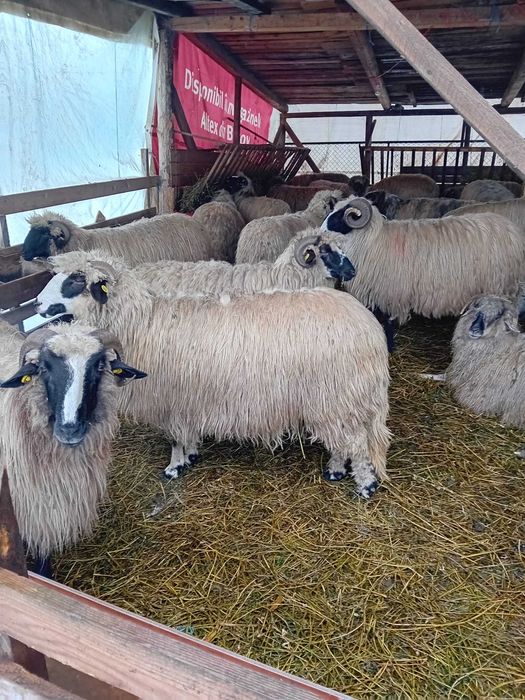 oi tinere de talie mare