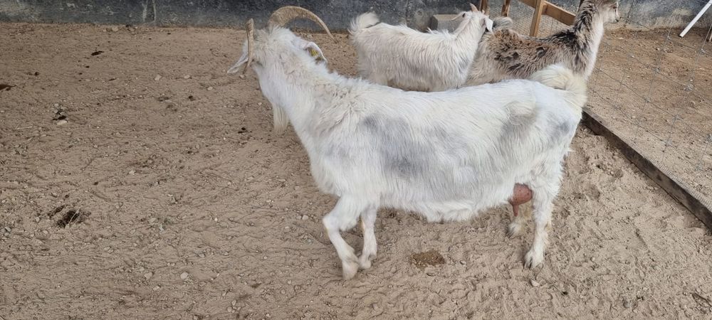 Сауынды ешкі 2 лағымен