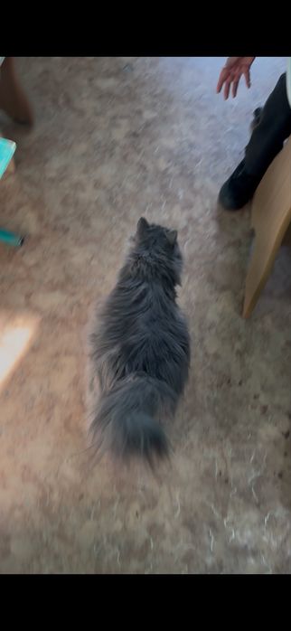 Потерялся большой кот