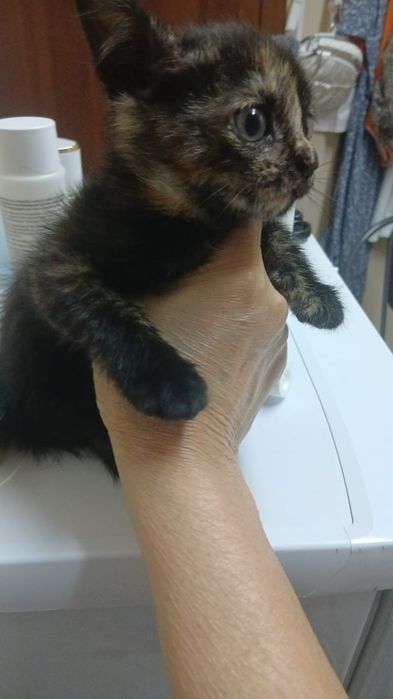 Котенок отдам хорошие руки