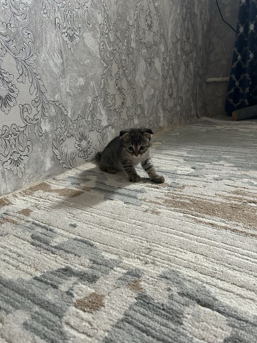 Продам котёнка вислоухого