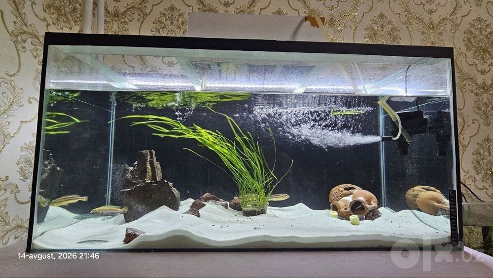 Akvarium 200 litr Toshkent yetkazib berish xizmati tekin