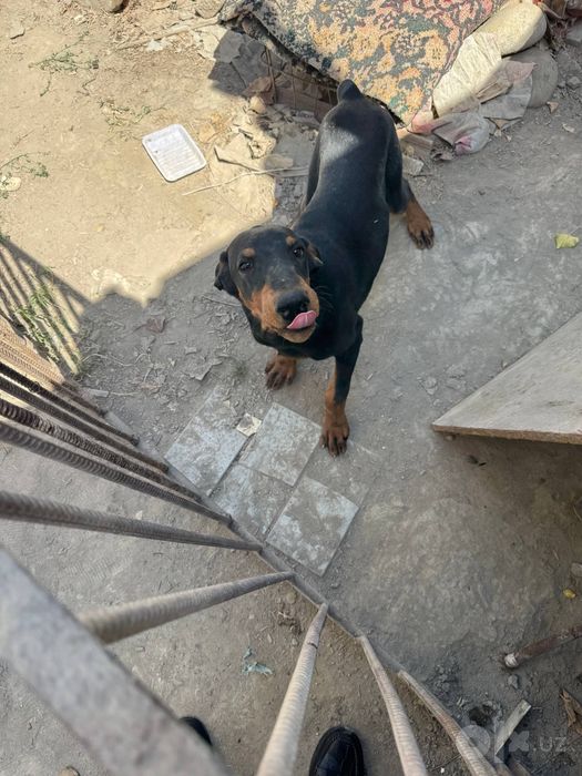 Kuchuk sotiladi.doberman