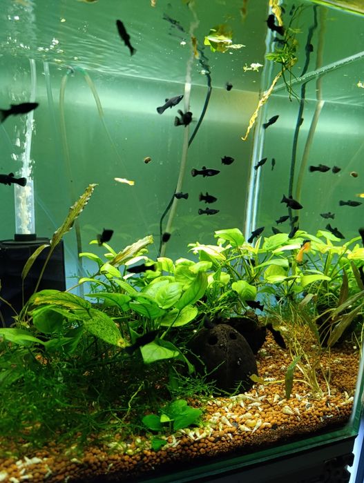 Plante,pești,acvariu,gradina cu pesti