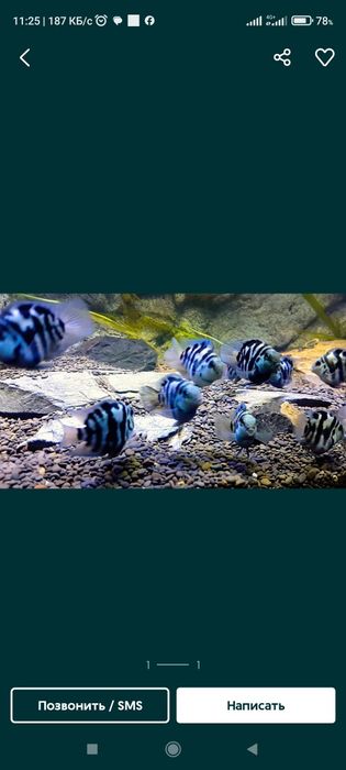 Аквариумные рыбки.