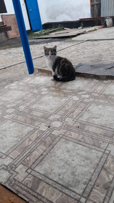 Продам котят недорого