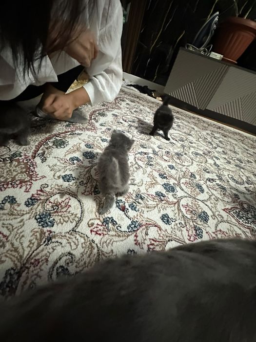 Котенки бесплатно
