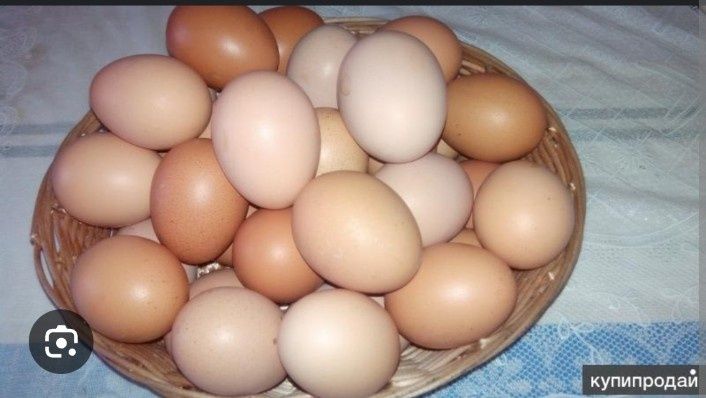 Домашние куринные яица