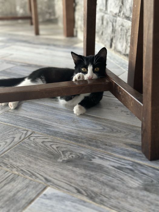 Котенок девочка 3-4 месяца