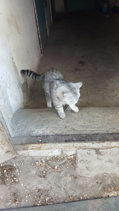 Котята домашние.