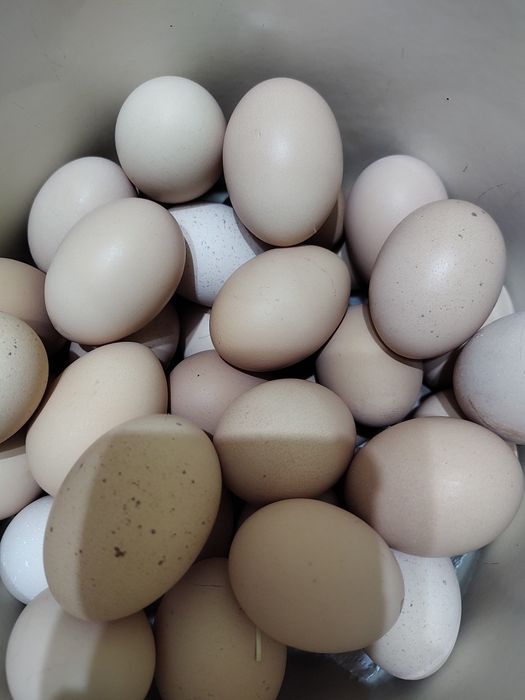 Oua pentru incubat Brahma