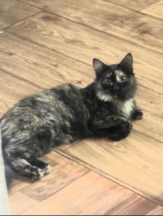 Пристраивается кошка стерилизованная