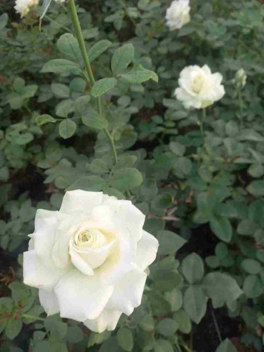 Atirgul ko'chatllariga zakaz olamiz