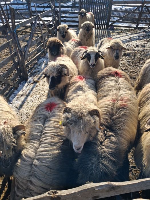 Vând 14 oi țurcane