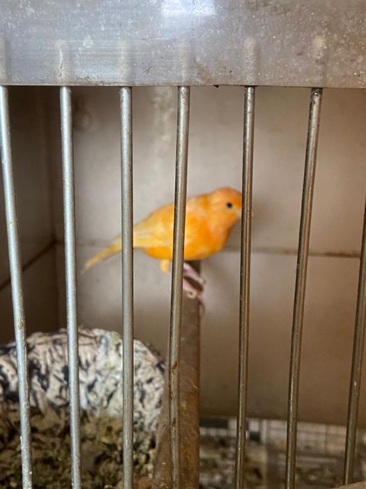 Канарейки разный окрас