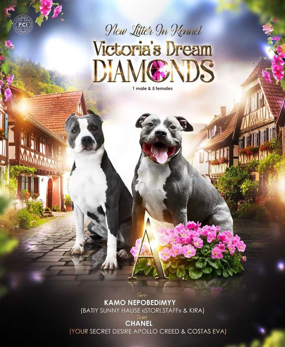 Fetiza minunata de American Staffordshire Terier Blue