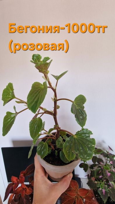 Продам домашние цветы от 800