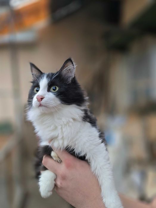 Котёнок, мальчик, 6 месяцев