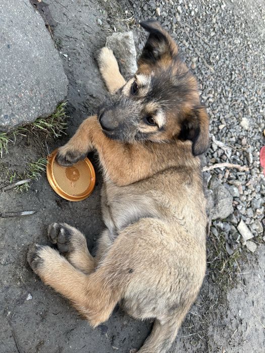 Щенки-сироты ищут дом