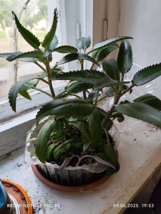 Продам комнатные цветы каланхоэ лекарственный