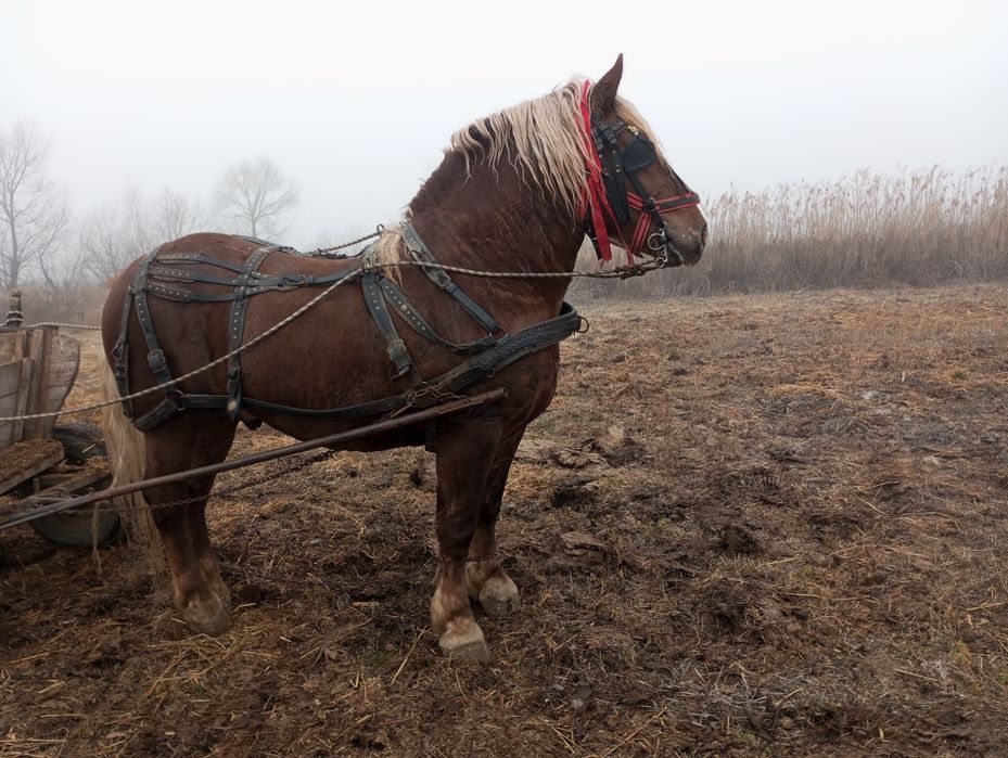 Armasar (semigreu) de vanzare - 5 ani