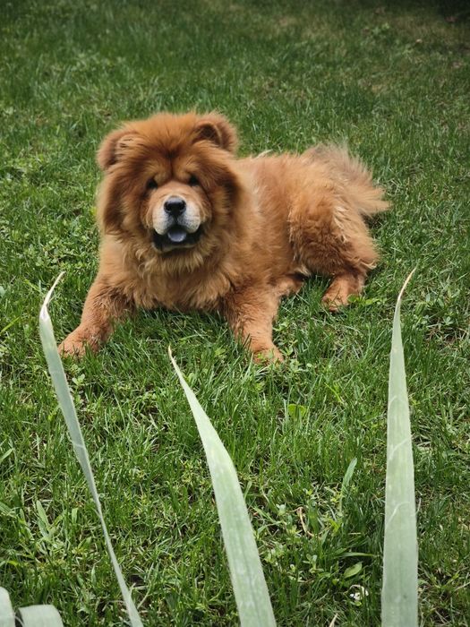 Щенки Чау- чау.Резерв