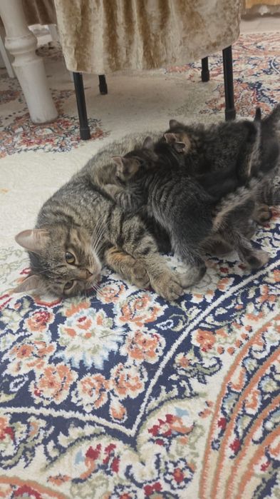 Отдам котят в добрые руки