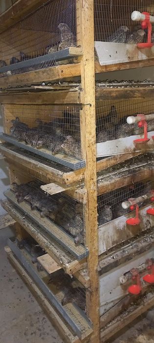 Тайёр (бедана ферма) бизнес сотилади