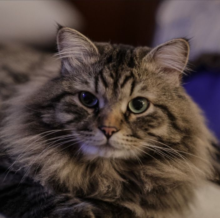 Сибирская кошка мальчик