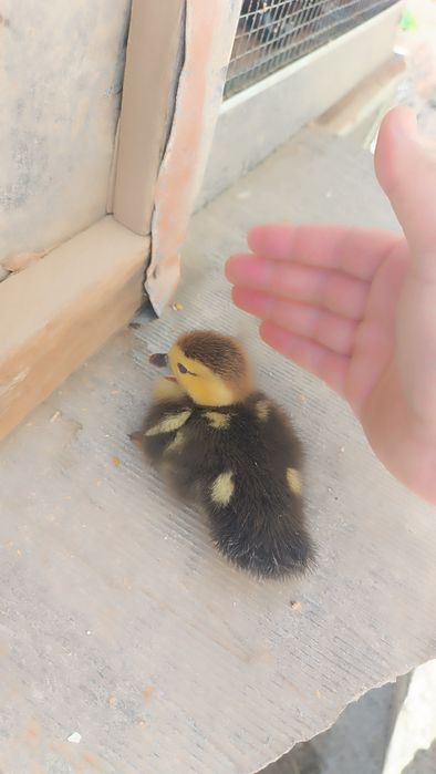 Indautka jöjalrı sotıladı. 3 kunlık. 35 mingdan