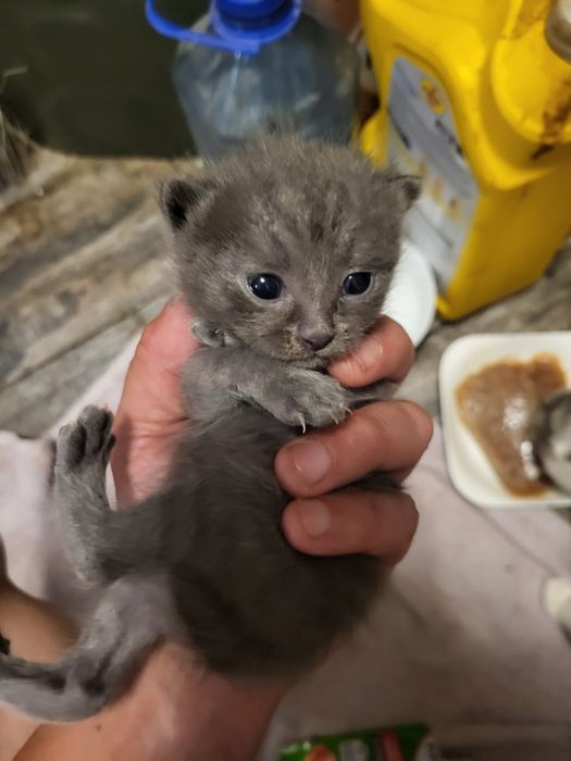 Отдам в любящие руки девочку