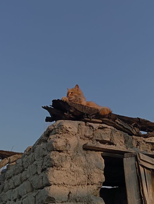 Mushuk zotdor sotiladi