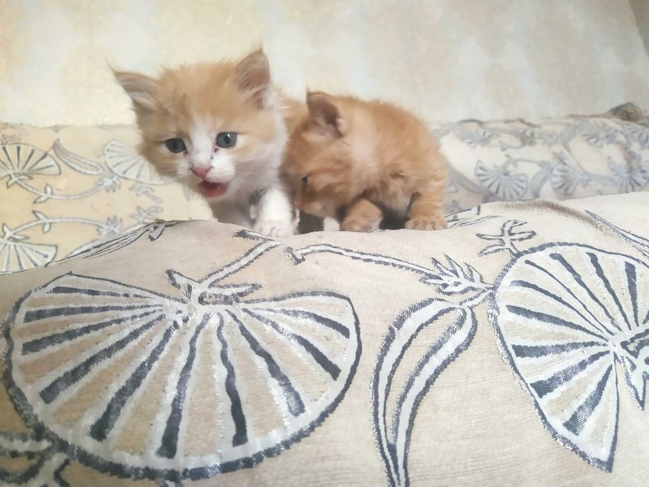 Продается котята бесплатно на хороших рук