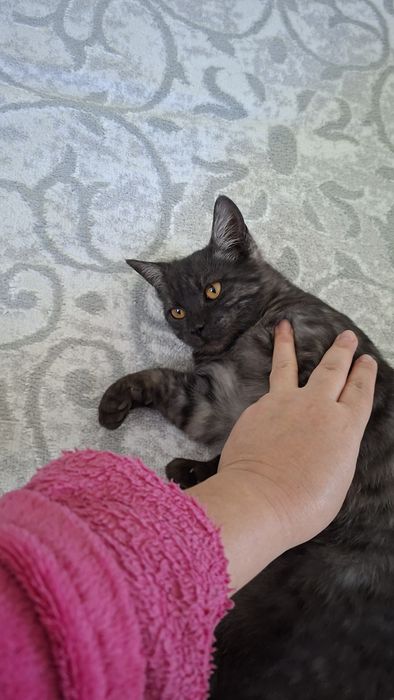 Котенок бесплатно