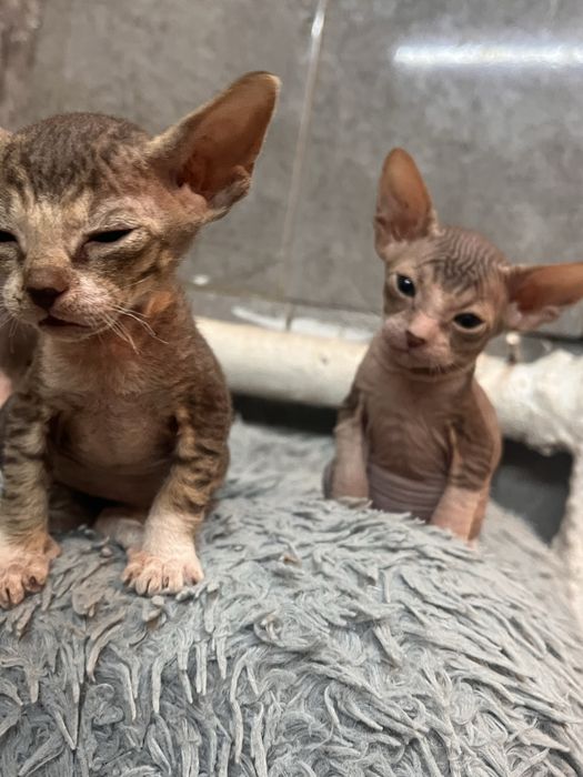 Продам котят Донского сфинкса